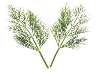 Fototapeta premium dill isolated on transparent white background full depth of field clipping path