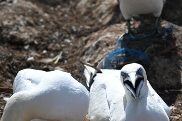 Blasstölpel beim Brüten auf den Klippen von Helgoland