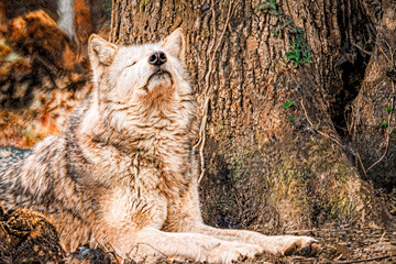 Oil painting of The Arctic Wolf's Rest. Vector converted to image.