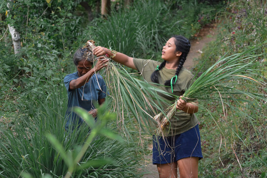 Focused and gentle, the mother hands her daughter another bunch of lemongrass by the garden path, continuing their rhythmic teamwork under daylight.