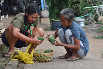 Both crouch beside a basket, inspecting green mangoes one by one on the ground of their rural home, reflecting focus and cooperation.