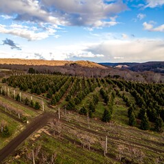 Aerial view of a Christmas tree farm