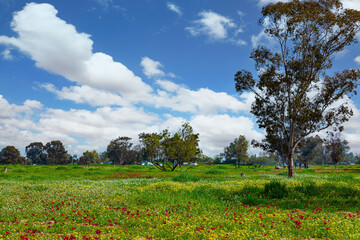 Israel. Blooming anemones