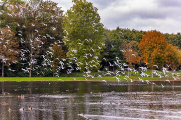 White seagulls takes off