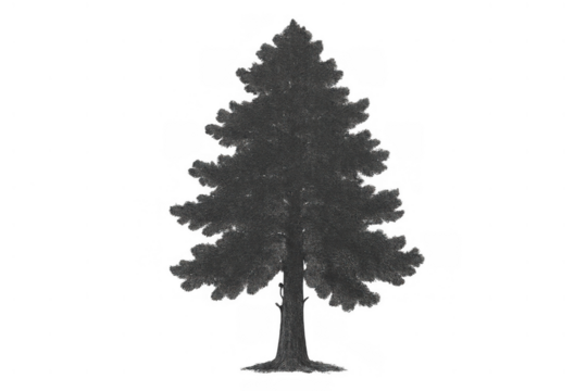 Dark silhouette of a pine tree illustration with evergreen needles and a thick trunk against a transparent background