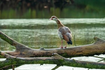 Egyptian goose standing on a log near a calm body of water in a natural setting