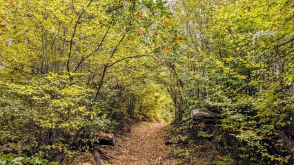 Forest path in autumn