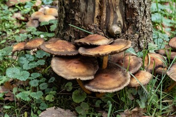 Mushrooms grow under tree in forest during springtime, surrounded by green plants and forest floor