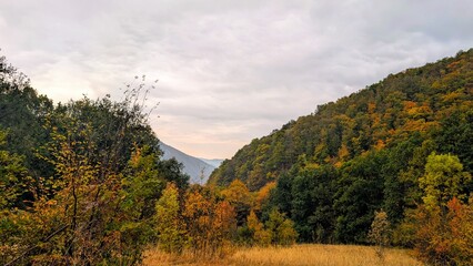 Autumn forest in the mountains