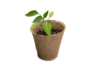 sprout in soil and a cardboard cup on a white isolated background