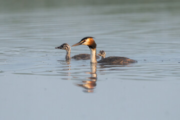 Great Crested Grebe With Chicks