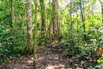 Obraz premium Traveler looking at the giant tree of the Amazon rainforest, flora and fauna of the jungle with sunlight.