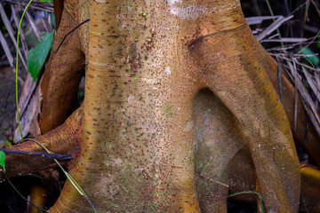 Logs and roots from the jungle, Amazon rainforest and nature