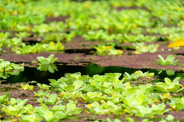Aquatic plants in a jungle pond, water algae