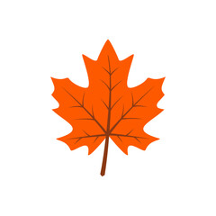 Autumn Maple Leaf Vector Illustration