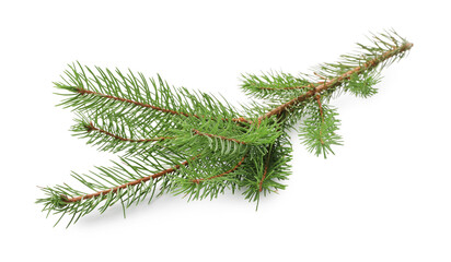Green Christmas tree branch on white background