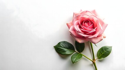 A single pink rose with green leaves isolated on white background