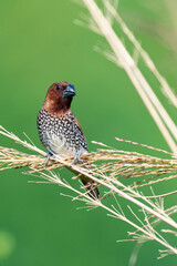Scaly Breasted Munia Feeding on Ripened Crop in Natural Habitat