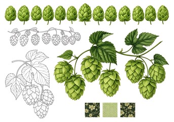Hop cones and leaves illustration isolated on white background
