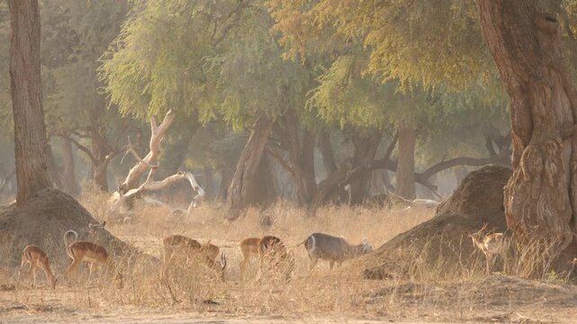 impala and waterbuck grazing in mystic african forest 562