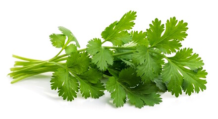 Fototapeta premium fresh coriander green leaves bunch isolated in white background, copy space