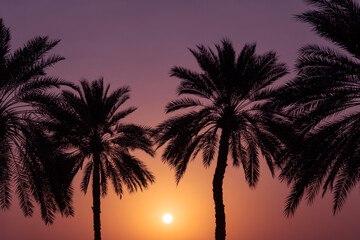 Obraz premium Beautiful sunset view in Oman with silhouettes of palm trees against a colorful sky, capturing the calm and warm atmosphere of the desert evening.