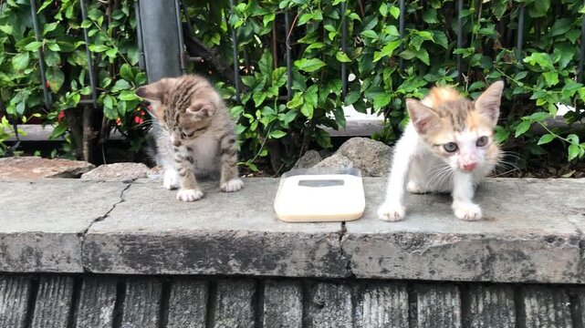 Two small stray kittens outdoors after drinking milk in Jakarta, Indonesia