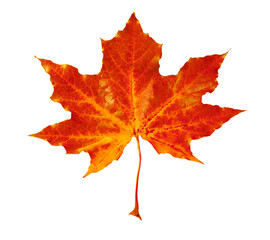 Bright red leaf isolated on white. Autumn season