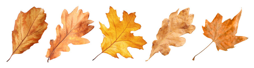 Fototapeta premium Brown leaves isolated on white, set. Autumn season