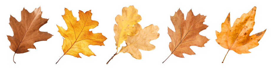 Brown leaves isolated on white, set. Autumn season