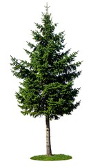 Obraz premium A tall evergreen tree, vibrant green needles, isolated on white