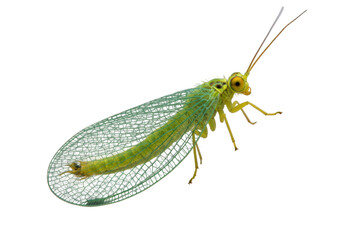 Isolated Green Lacewing with Detailed Wings and Long Antennae on Display in a Studio Setting