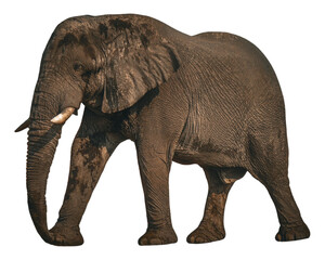 Obraz premium Elephant approaching 