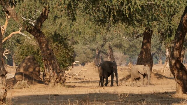 elephants walking through mystic forest 567