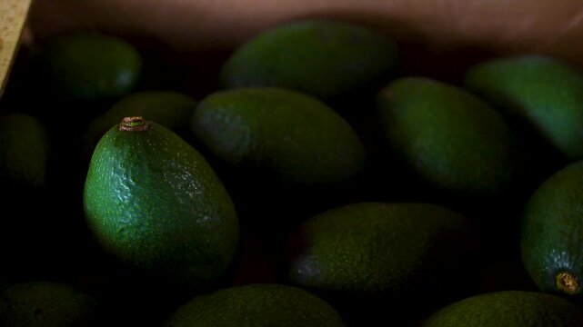 Close up of Ripe avocados in Maui Hawaii
