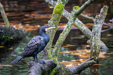 Zwischen moosbedeckten Ästen, dort wo das Wasser in sanften Grün- und Goldtönen schimmert, thront ein Kormoran wie ein mittelalterlicher Wächter. Sein schwarzes Gefieder glänzt metallisch, der gelbe S