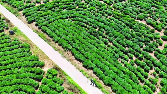 Tea Plantations Mountain Valley Aerial Footage Video