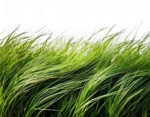 wind blown grass strip with individual blades visible isolated on white background