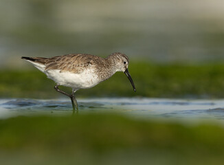Closeup of Dunlin on green feeding at Eker creek of Bahrain