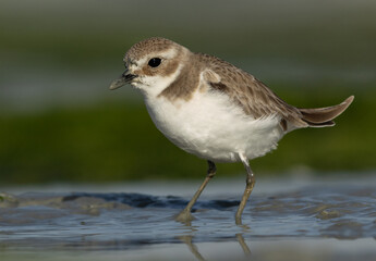 Portrait of a Lesser sand plover at Eker creek