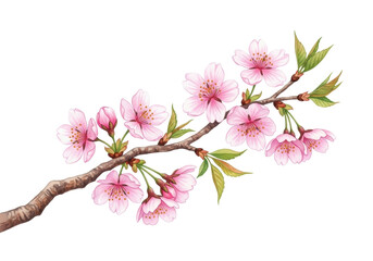 Fototapeta premium Delicate pink cherry blossoms with translucent petals and fresh green leaves on a gnarled brown branch against a transparent background with ample copy space, watercolor illustration, concept of