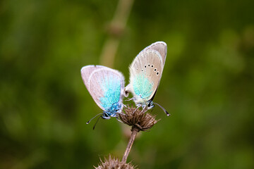 Alexis the Blue two butterflies sit on a yellow flower