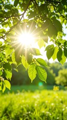 Sunbeams through leaves in a green field