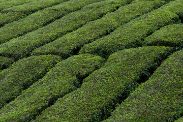 Green tea plantation landscape .