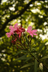 Most beautiful pink Nerium oleander flower wallpaper
