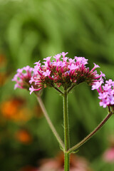 Obraz premium Pink verbena flowers in the garden