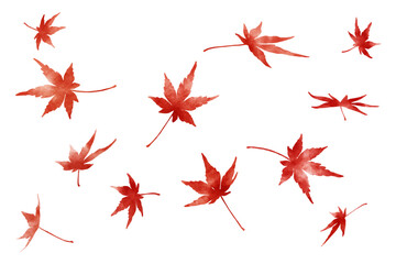 Watercolor Red Maple Leaves on Transparent Background | Autumn Foliage, Japanese Maple, Fall Season