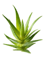 Fototapeta premium Aloe Vera Plant Isolated – Fresh Green Succulent on White and Transparent Background