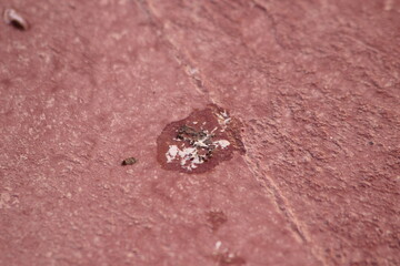 Bird poop on the floor, dirty floor