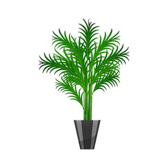Potted green houseplant with leaves and growth on a white background for indoor decoration